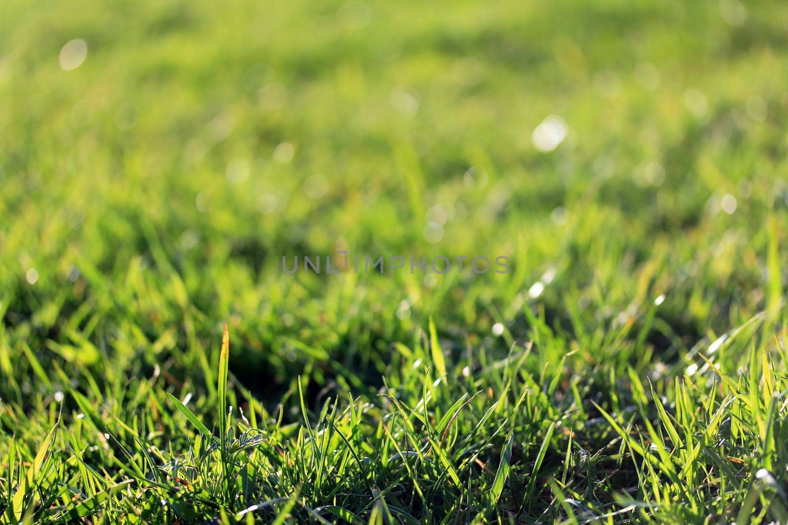 Fresh green grass shines in the sunlight