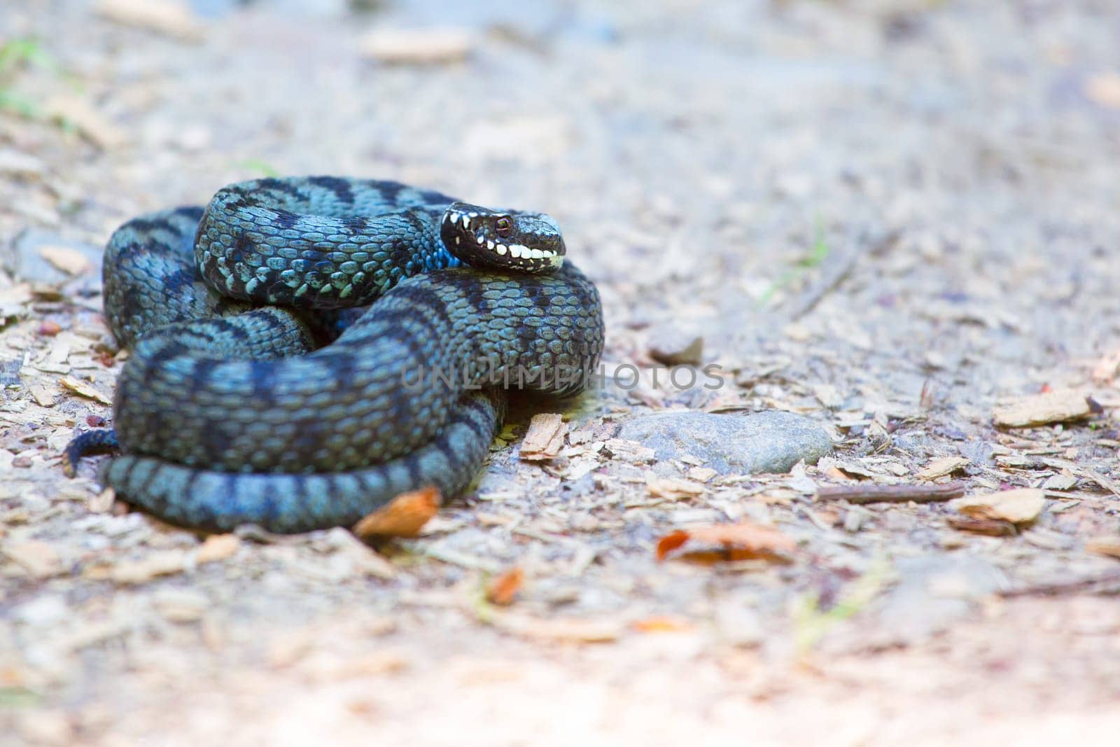 Close up of common european adder (Vipera berus) in summer.