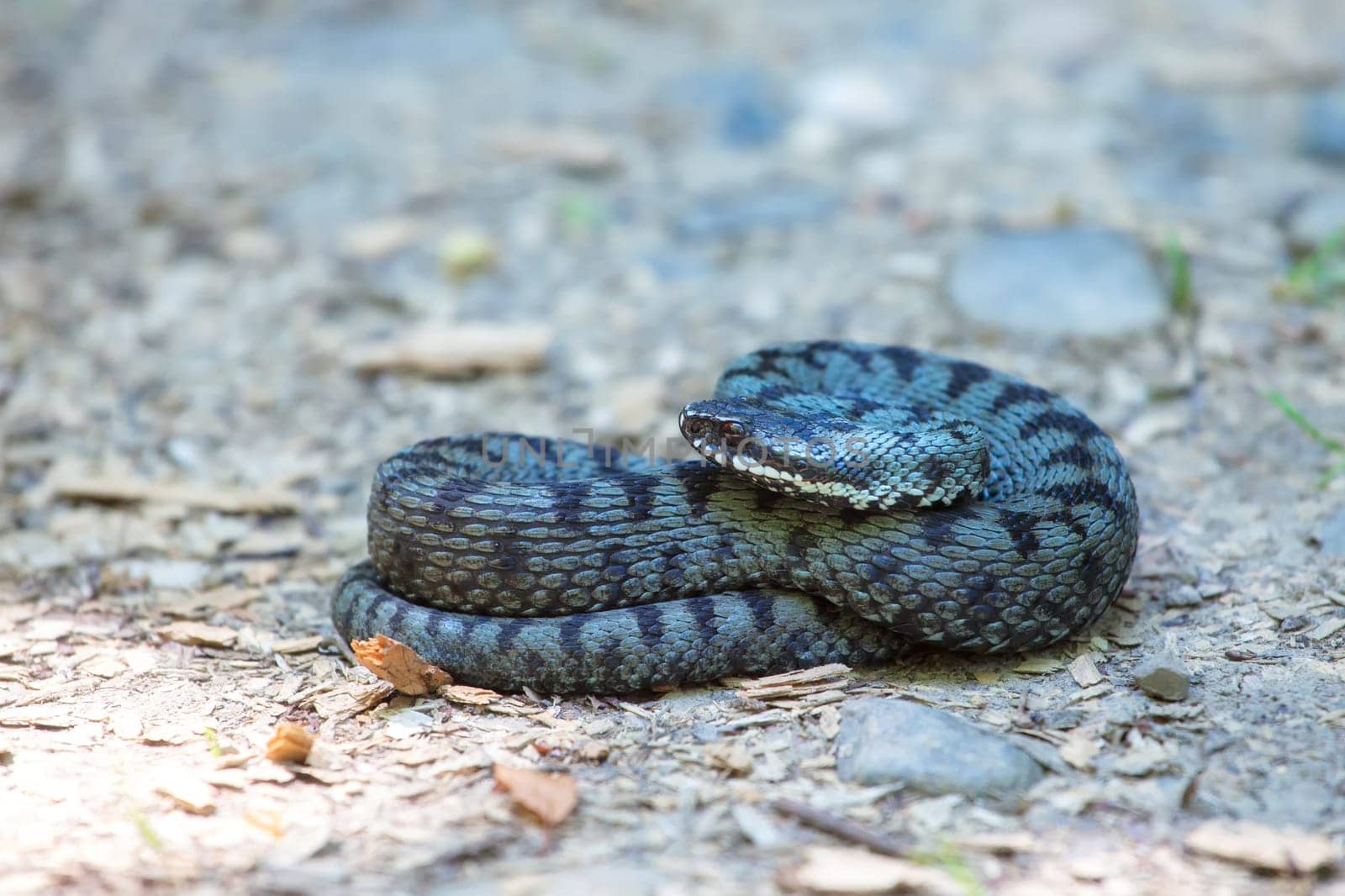 Close up of common european adder (Vipera berus) in summer.