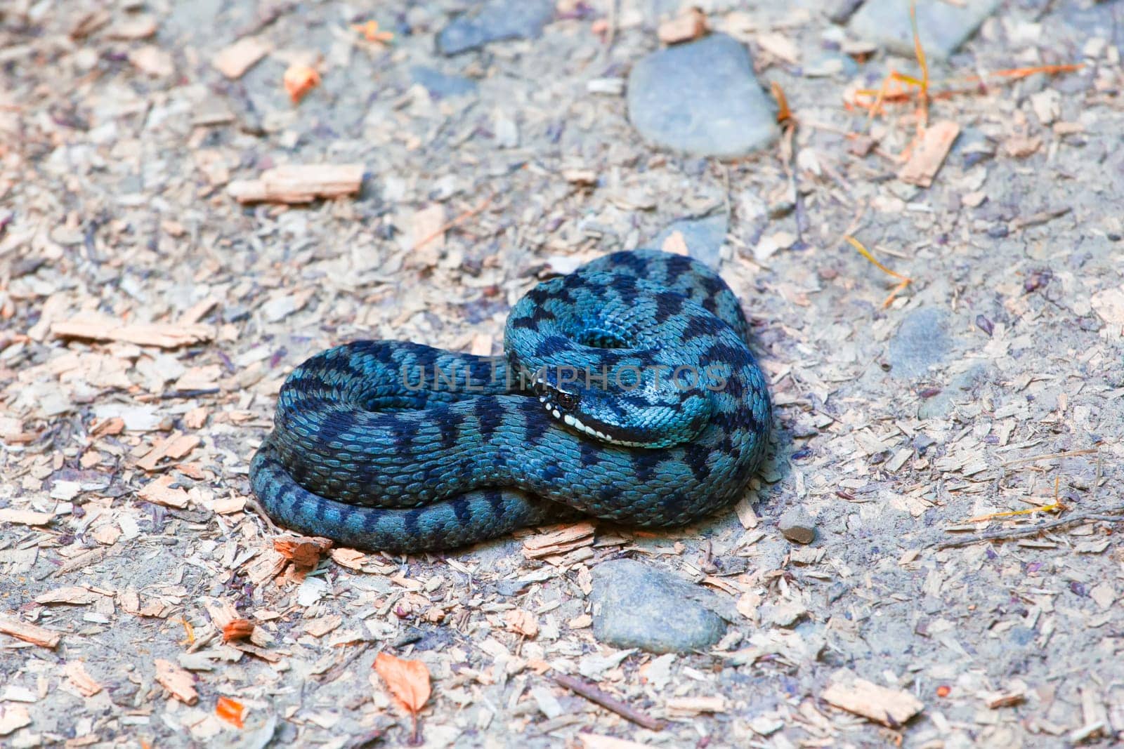 Close up of common european adder (Vipera berus) in summer.