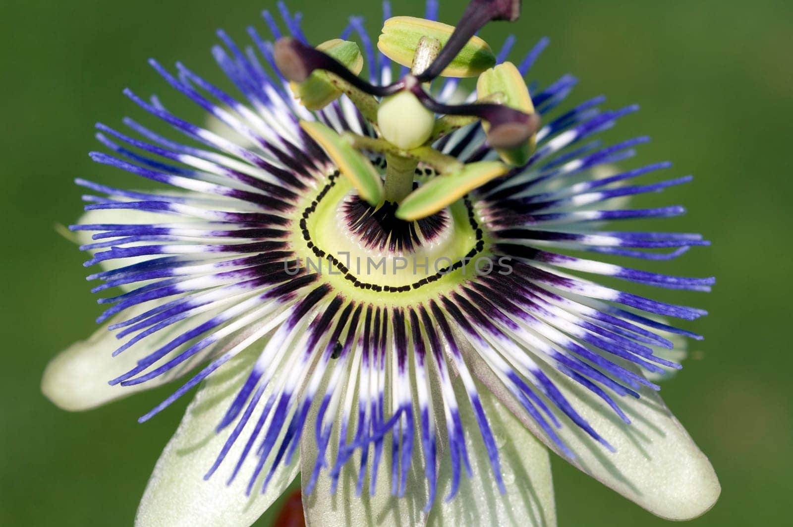 Passionsblume  Passiflora, caerulea