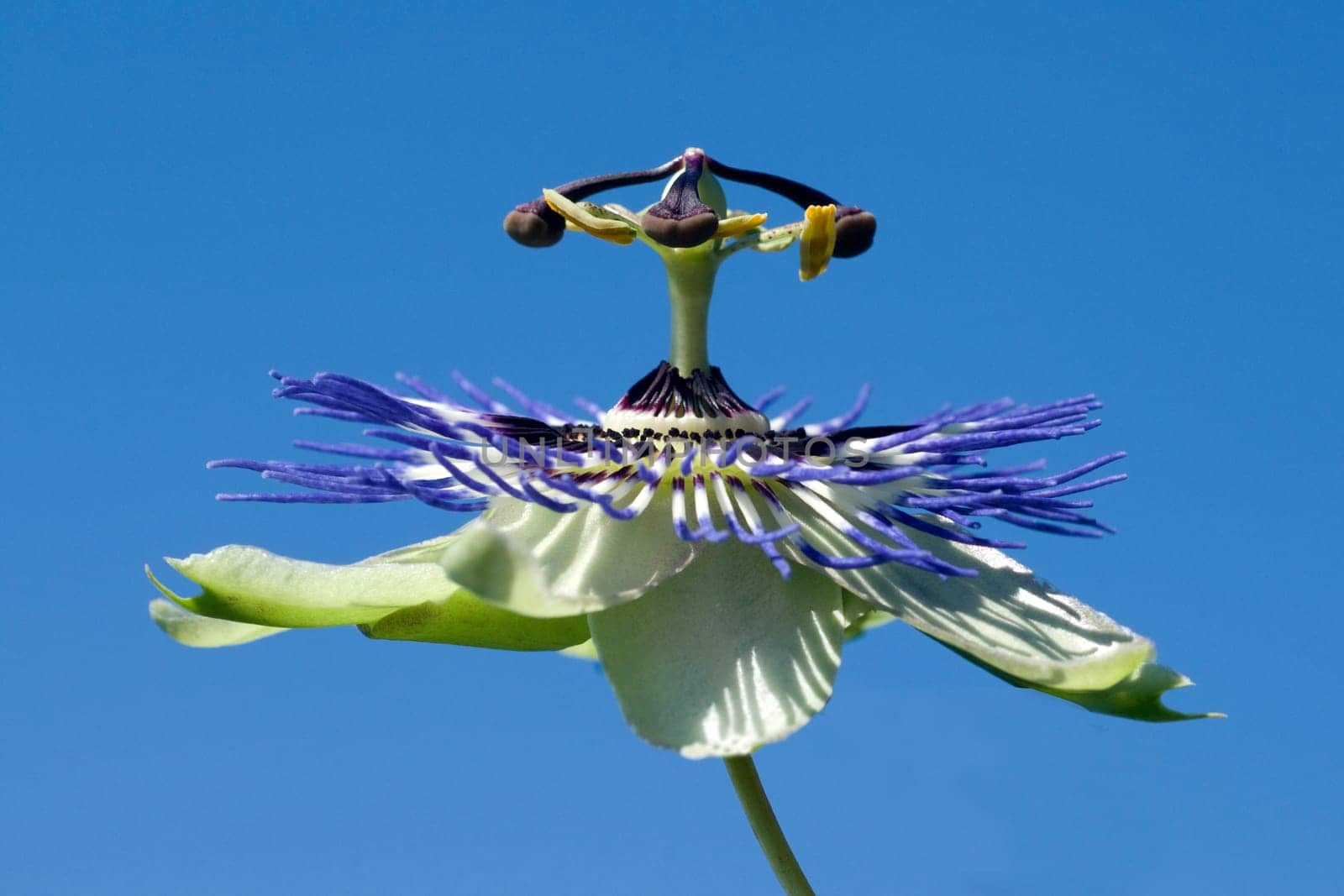 Passionsblume  Passiflora, caerulea