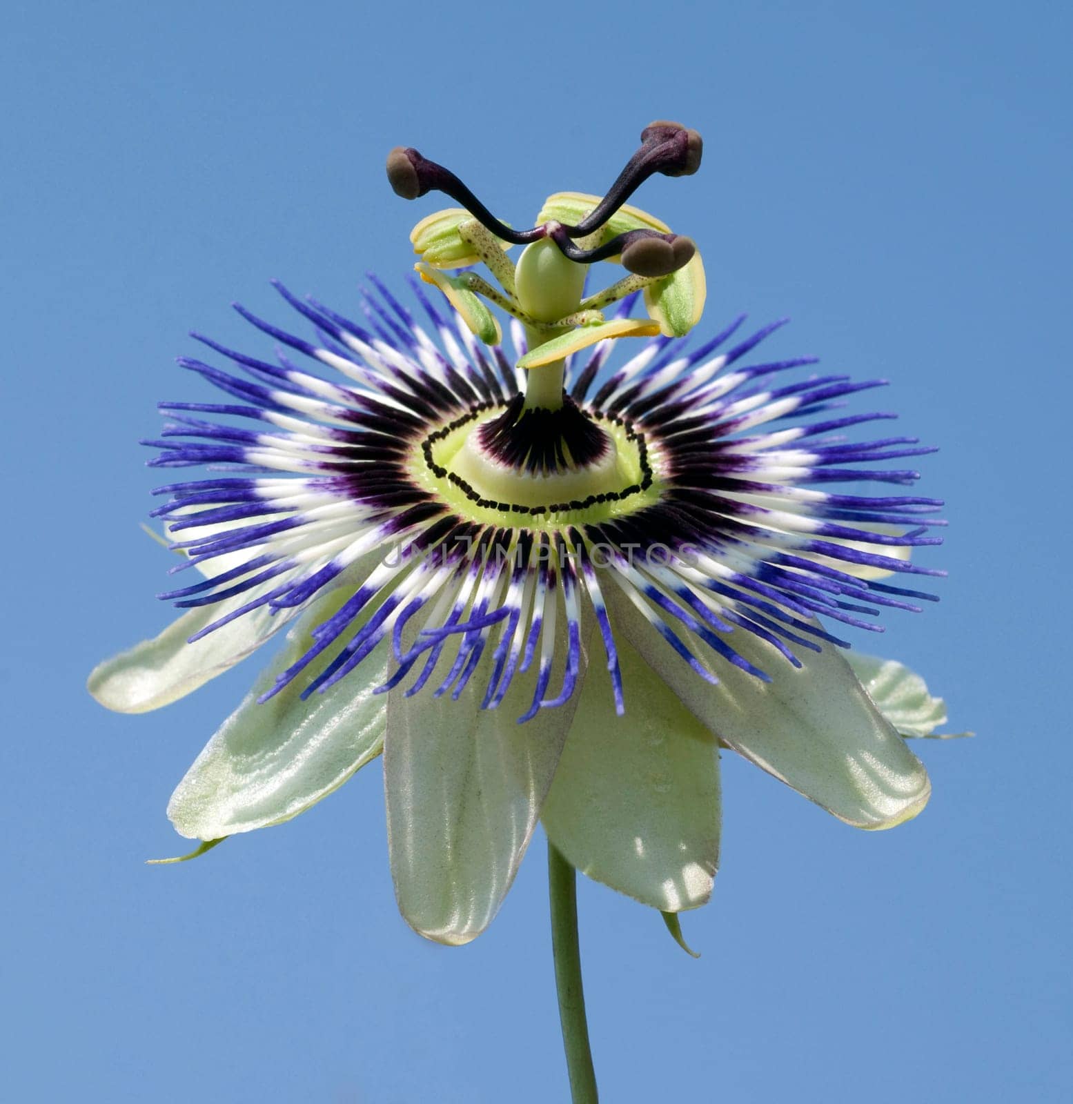 Passionsblume  Passiflora, caerulea