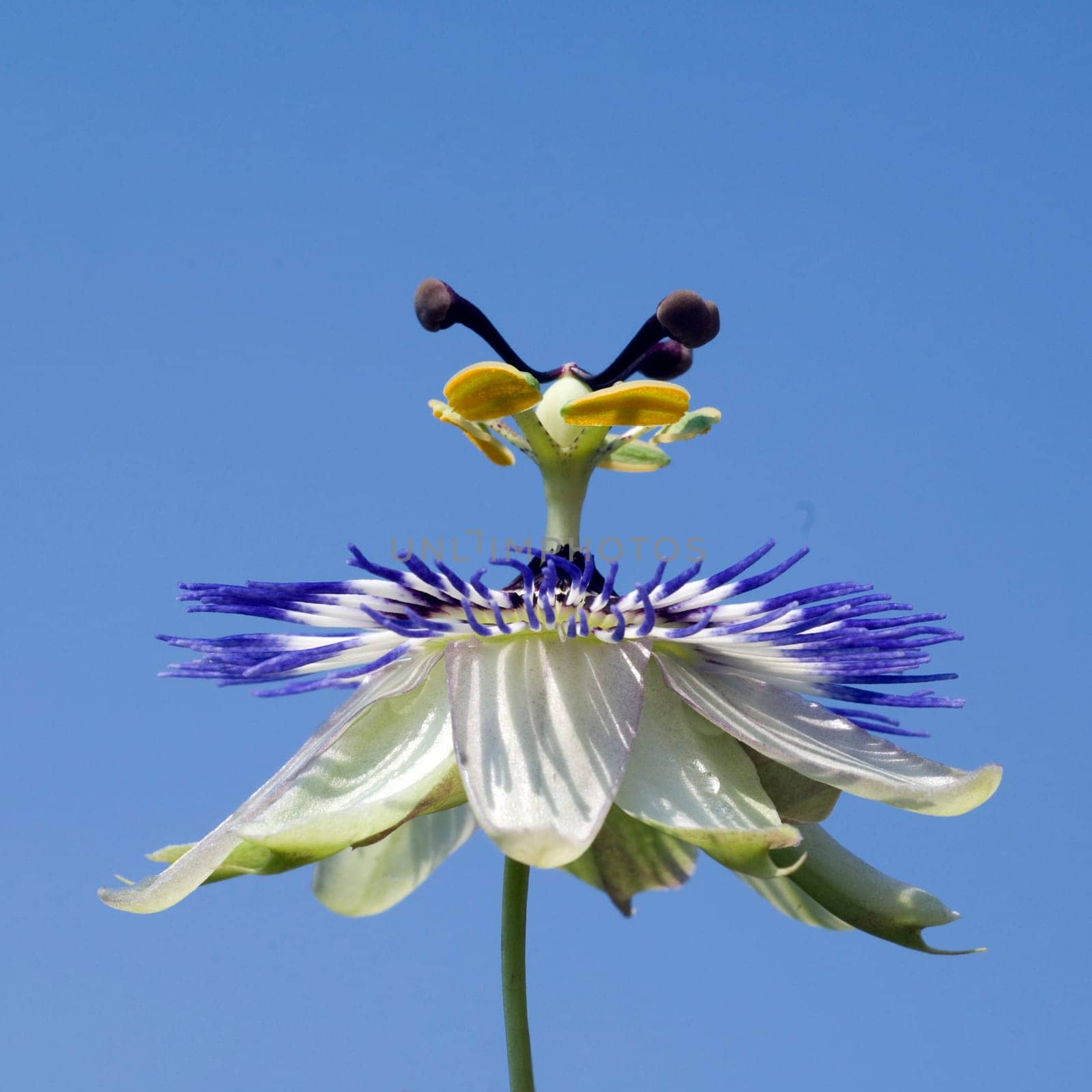 Passionsblume  Passiflora, caerulea
