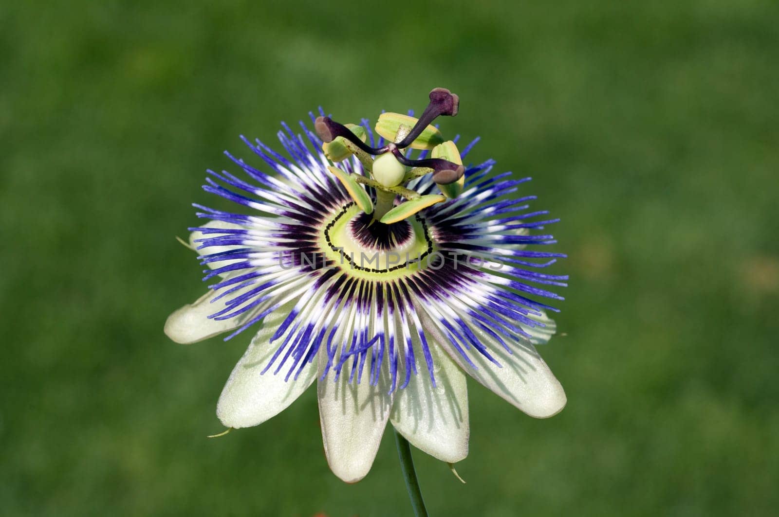 Passionsblume  Passiflora, caerulea