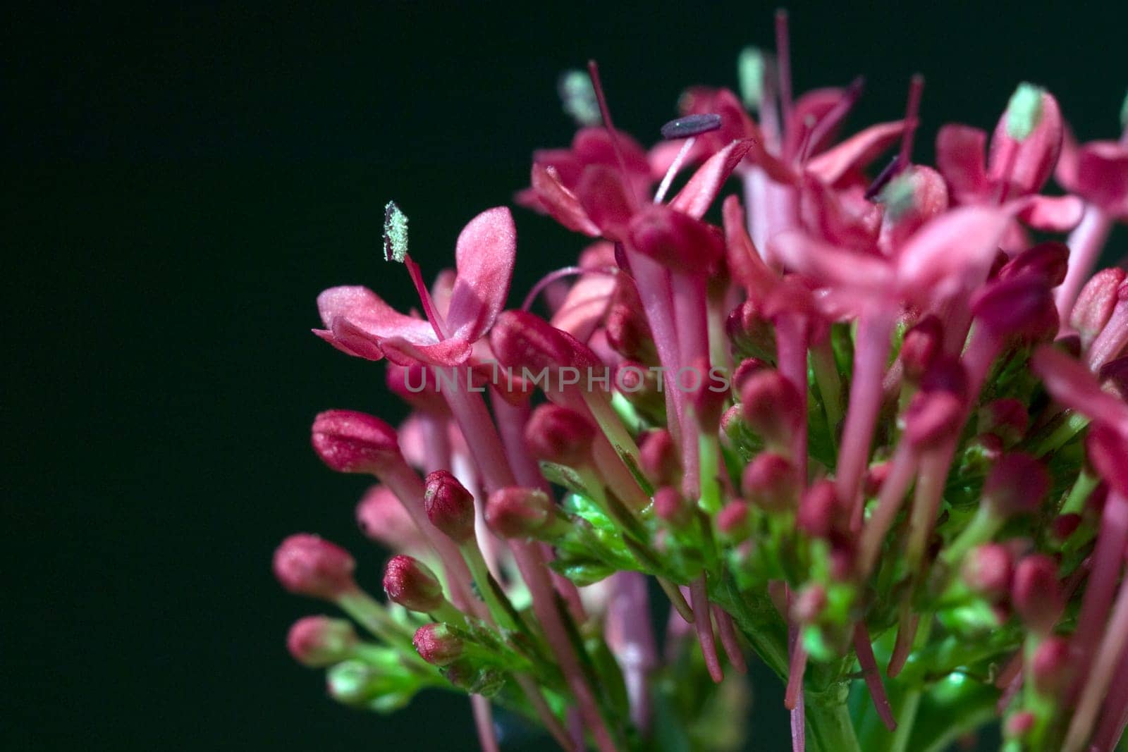 Spornblume, Centranthus, ruber, Spornblumen
