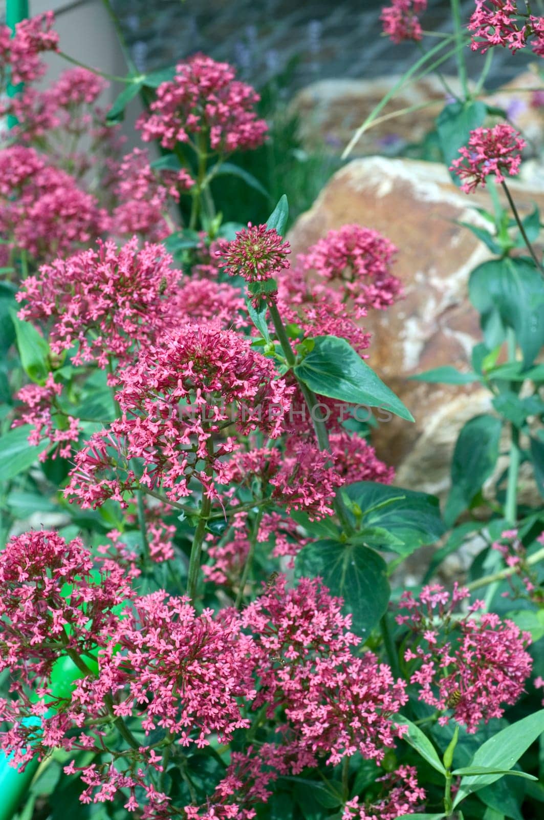 Spornblume, Centranthus, ruber, Spornblumen