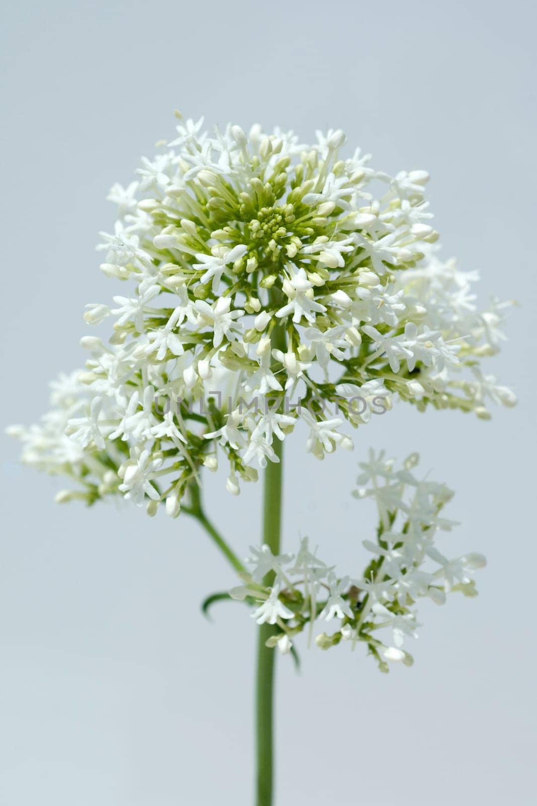 Spornblume, Centranthus, ruber, alba, Albus
