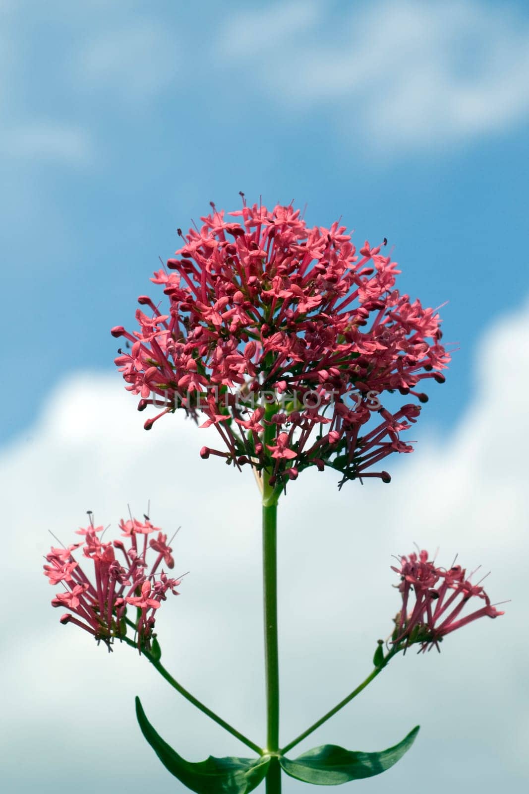 Spornblume, Centranthus, ruber, Spornblumen