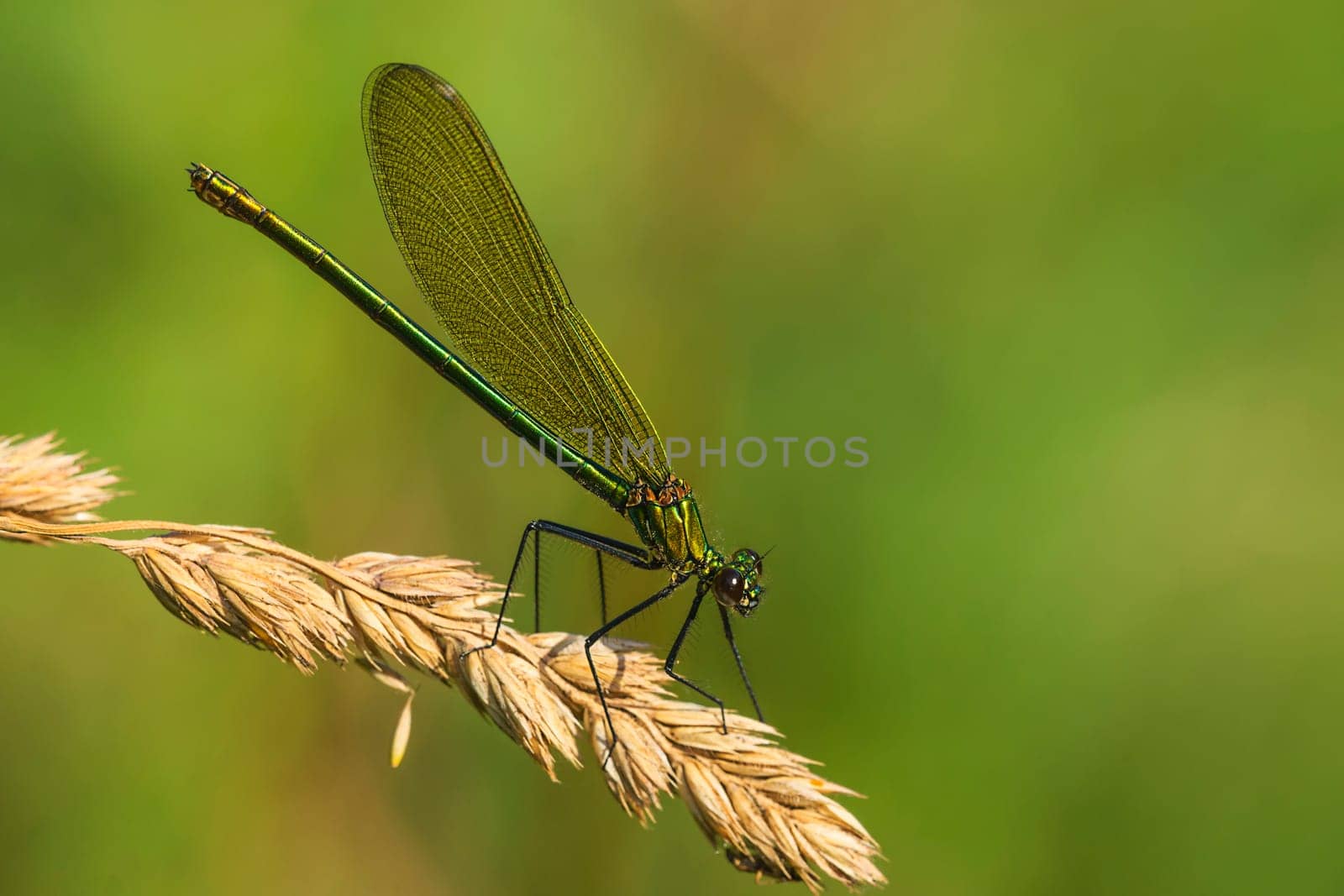 Banded magnificent dragonfly females