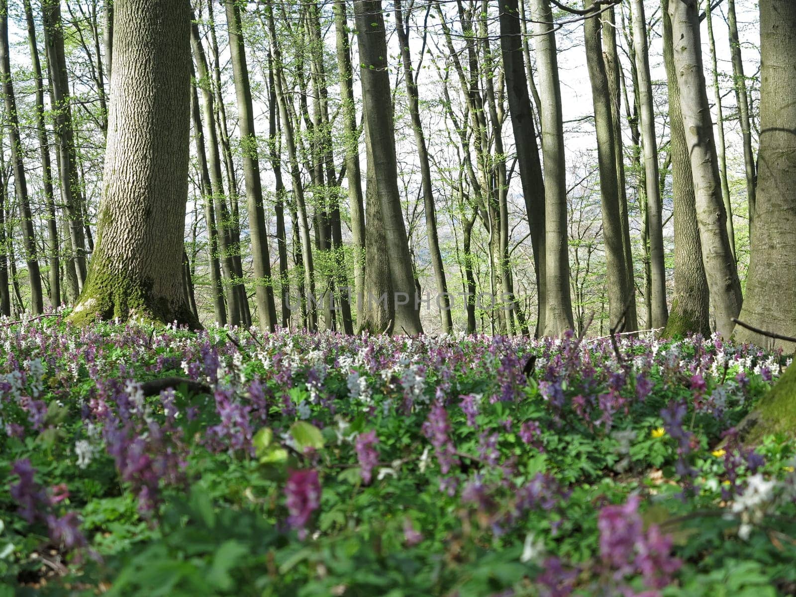 Lerchenspornblossom in the Kalletal