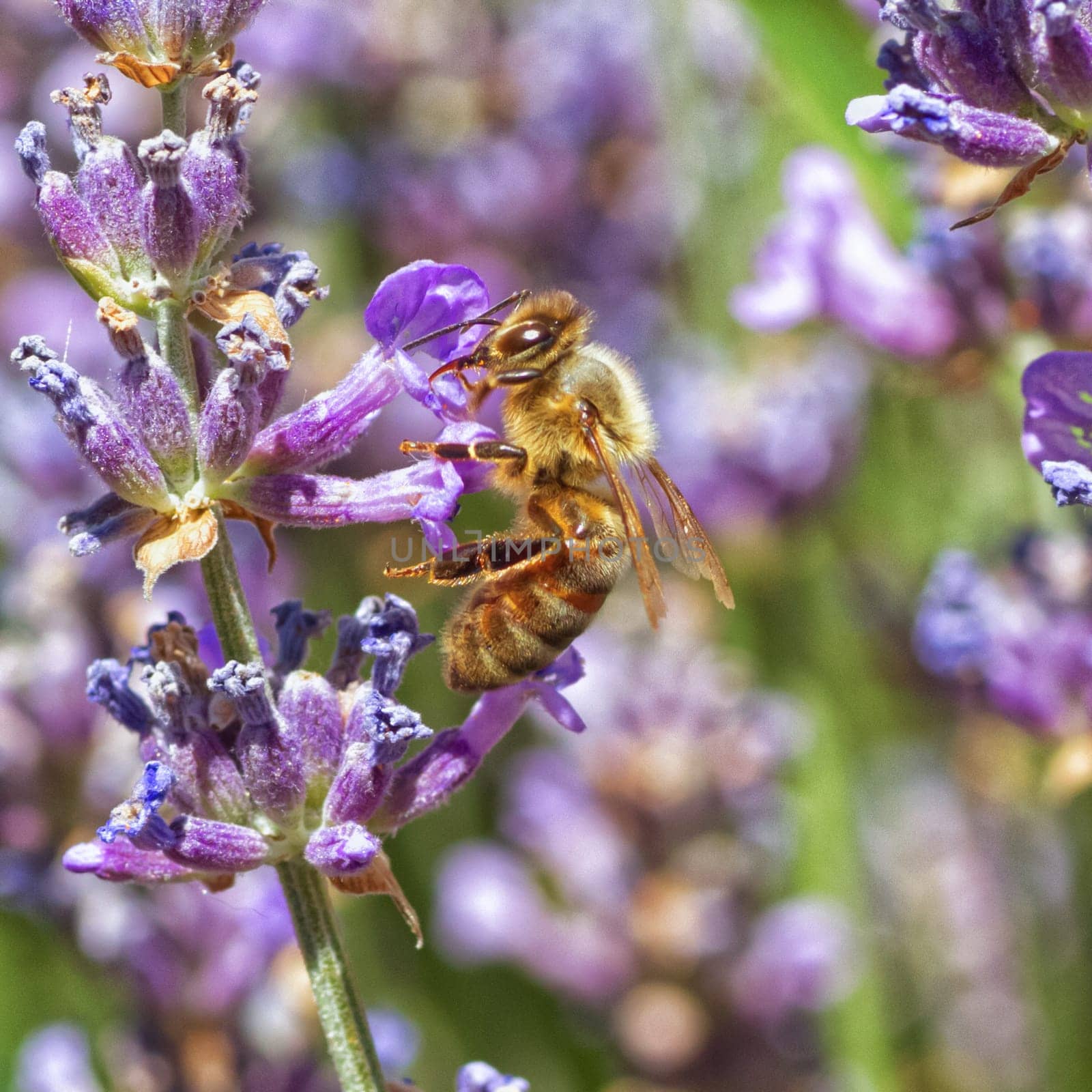 A macro of a bee gathering pollen from lupines.