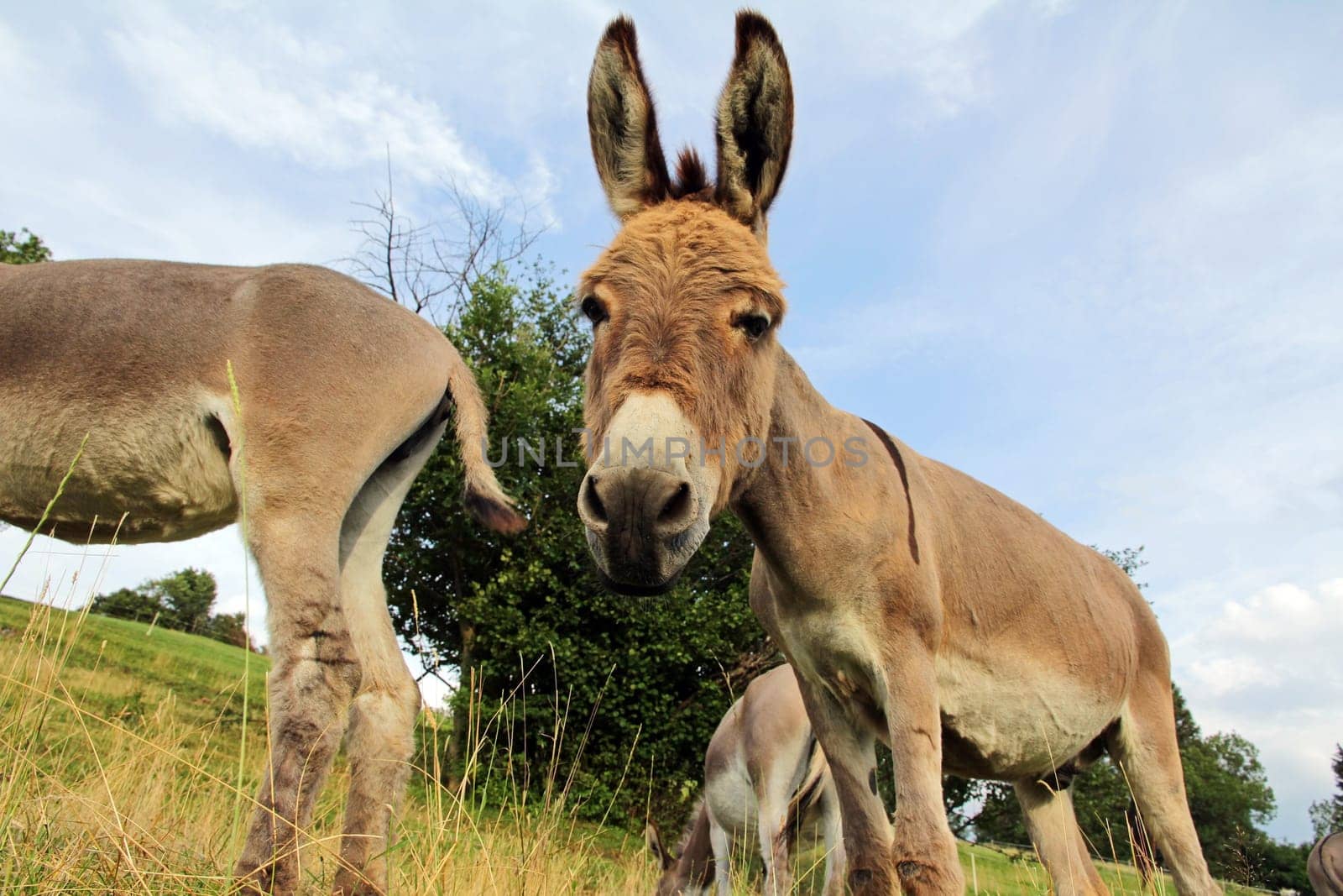 A curious pretty young donkey. Wide-angle shot of a donkey