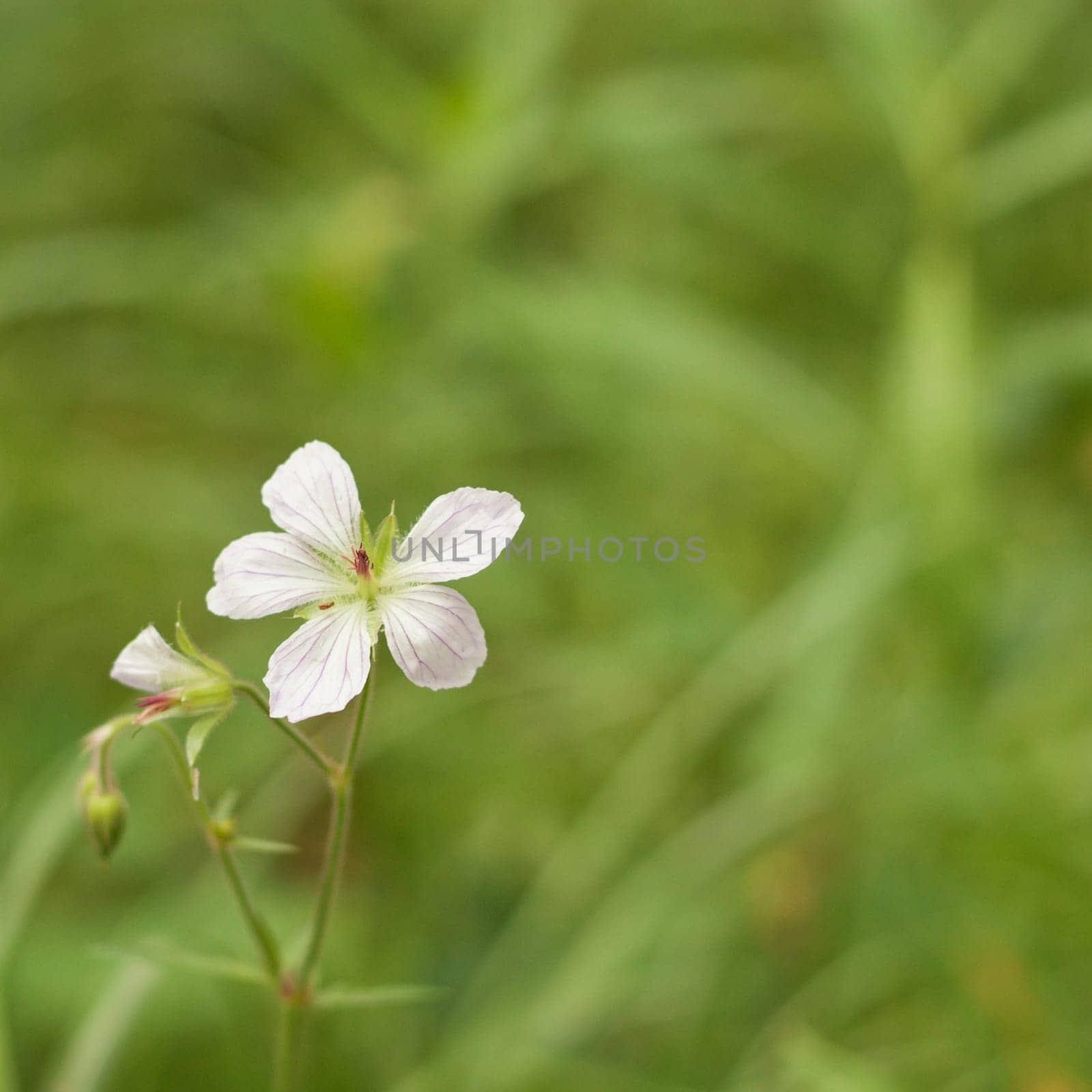 A macro of the small white flower of a grass of parnassus.