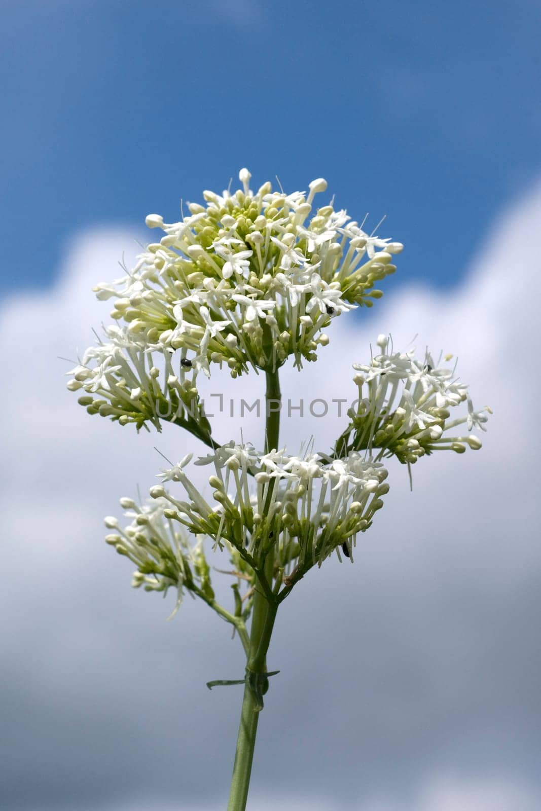 Spornblume, Centranthus, ruber, alba, Albus