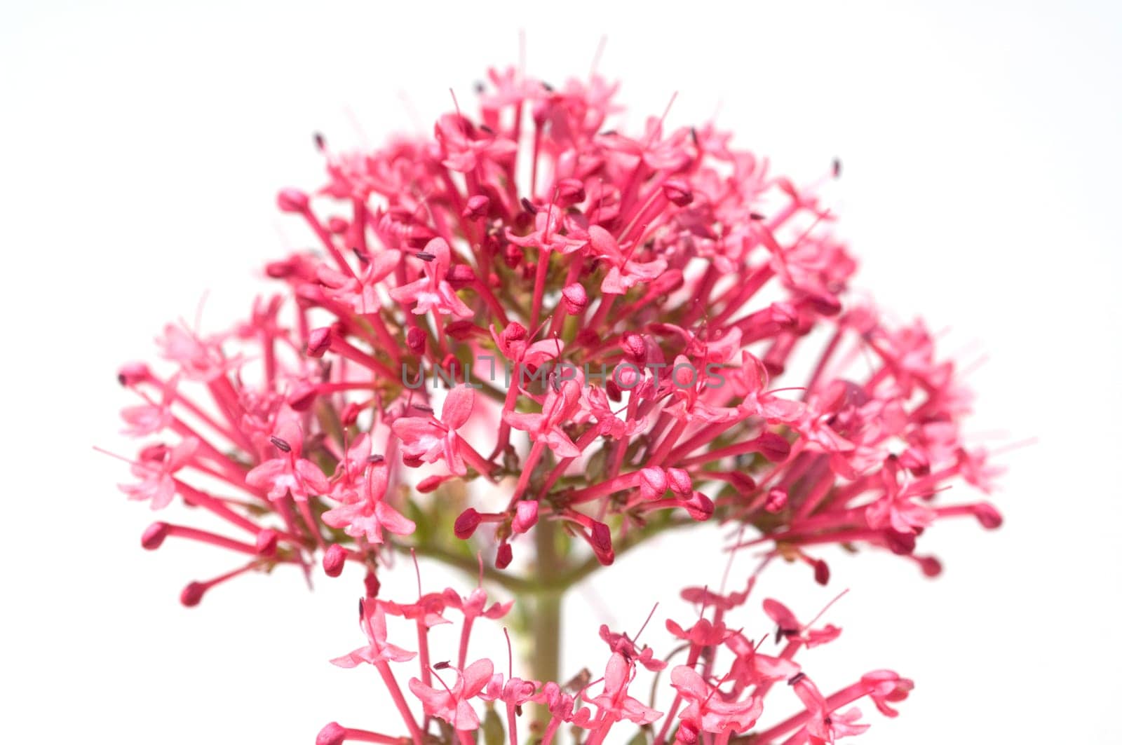 Spornblume, Centranthus, ruber, Spornblumen