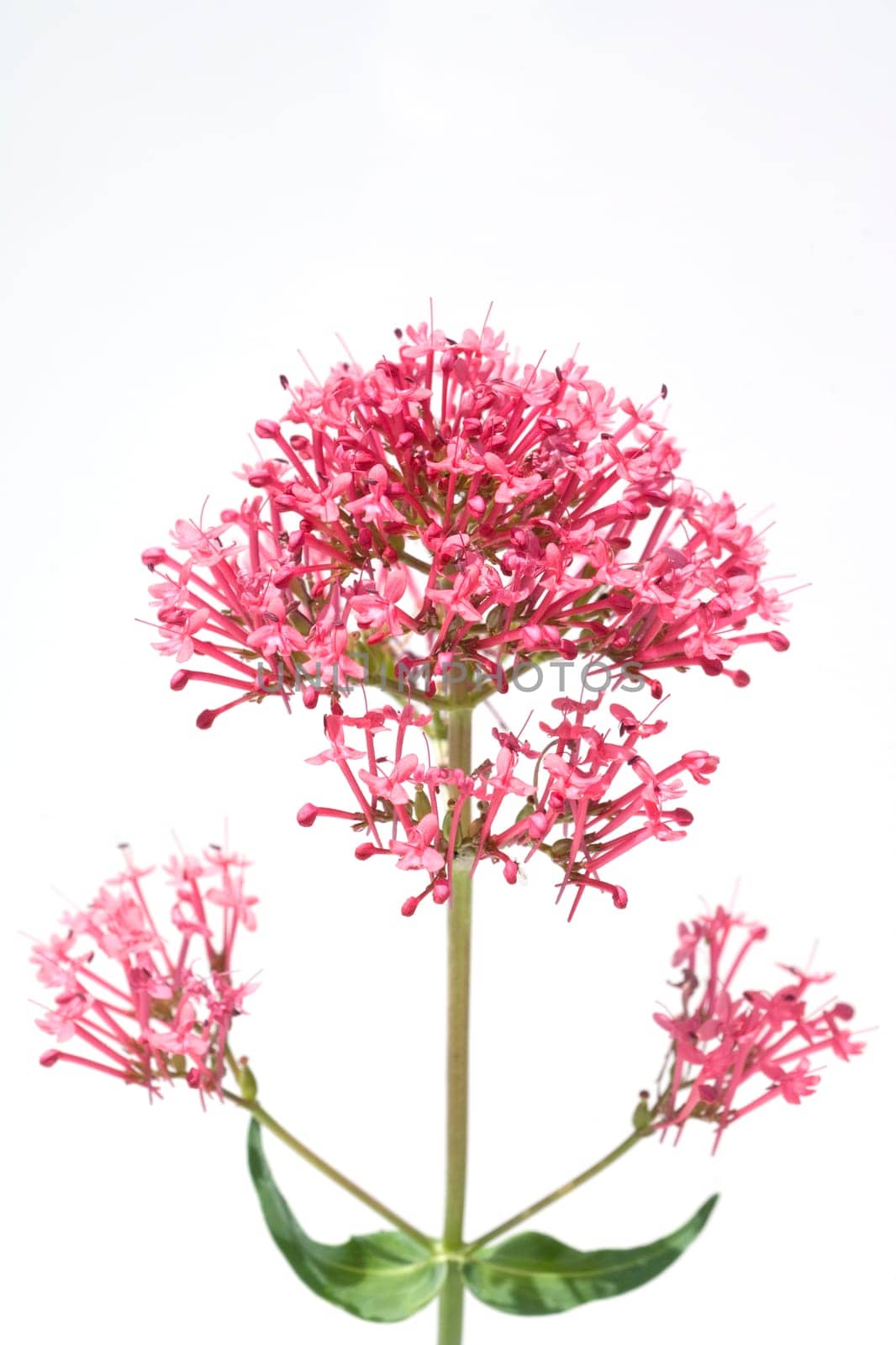 Spornblume, Centranthus, ruber, Spornblumen