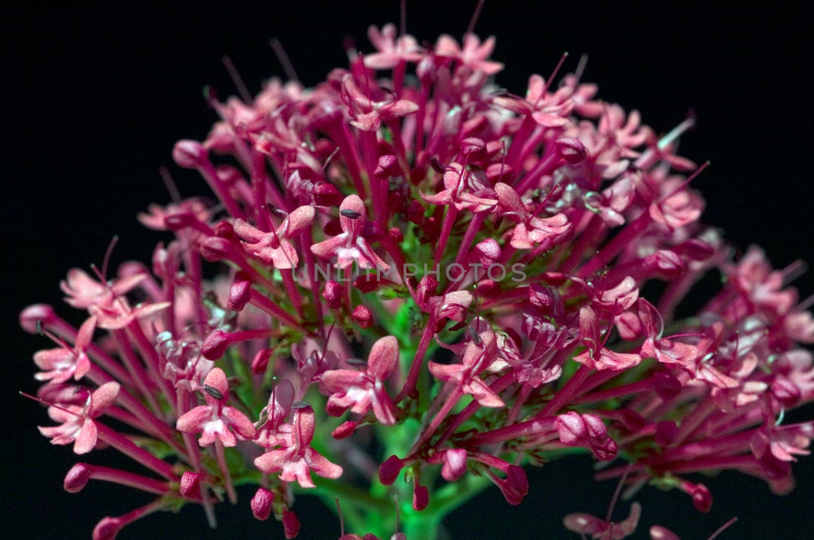 Spornblume, Centranthus, ruber, Spornblumen