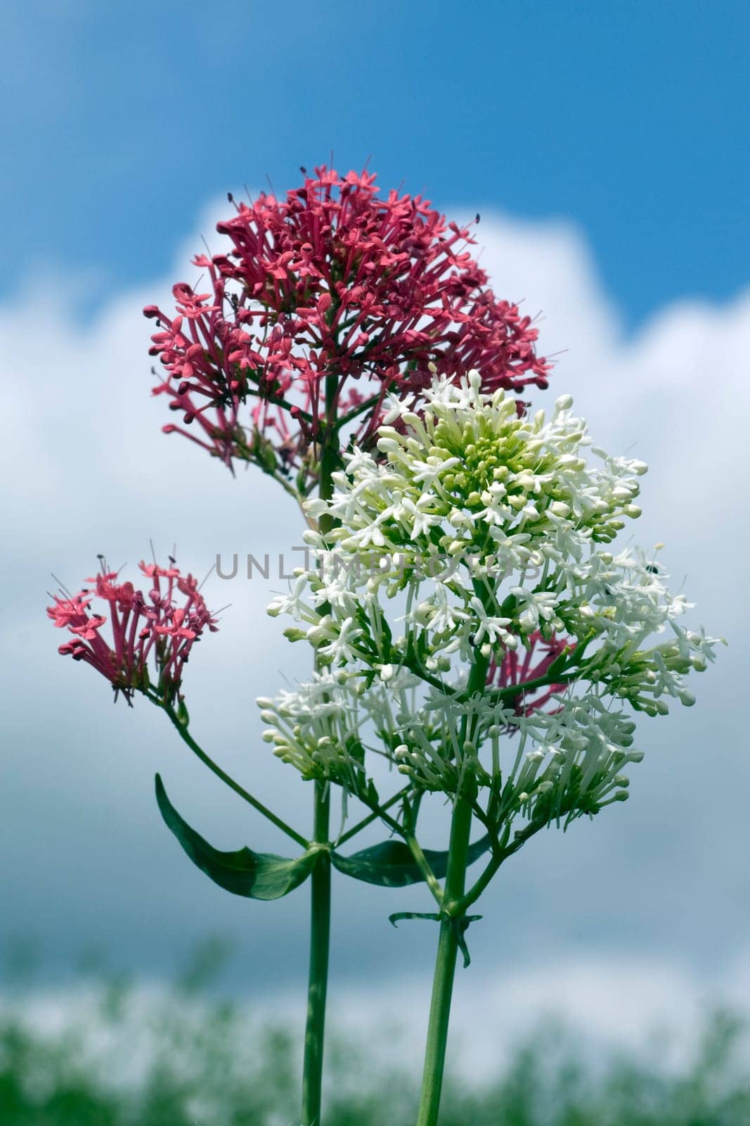 Spornblume, Centranthus, ruber, alba, Albus