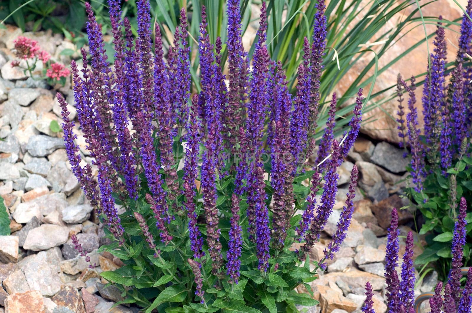 Salvia,nemorosa,blue huegel,steppe sage