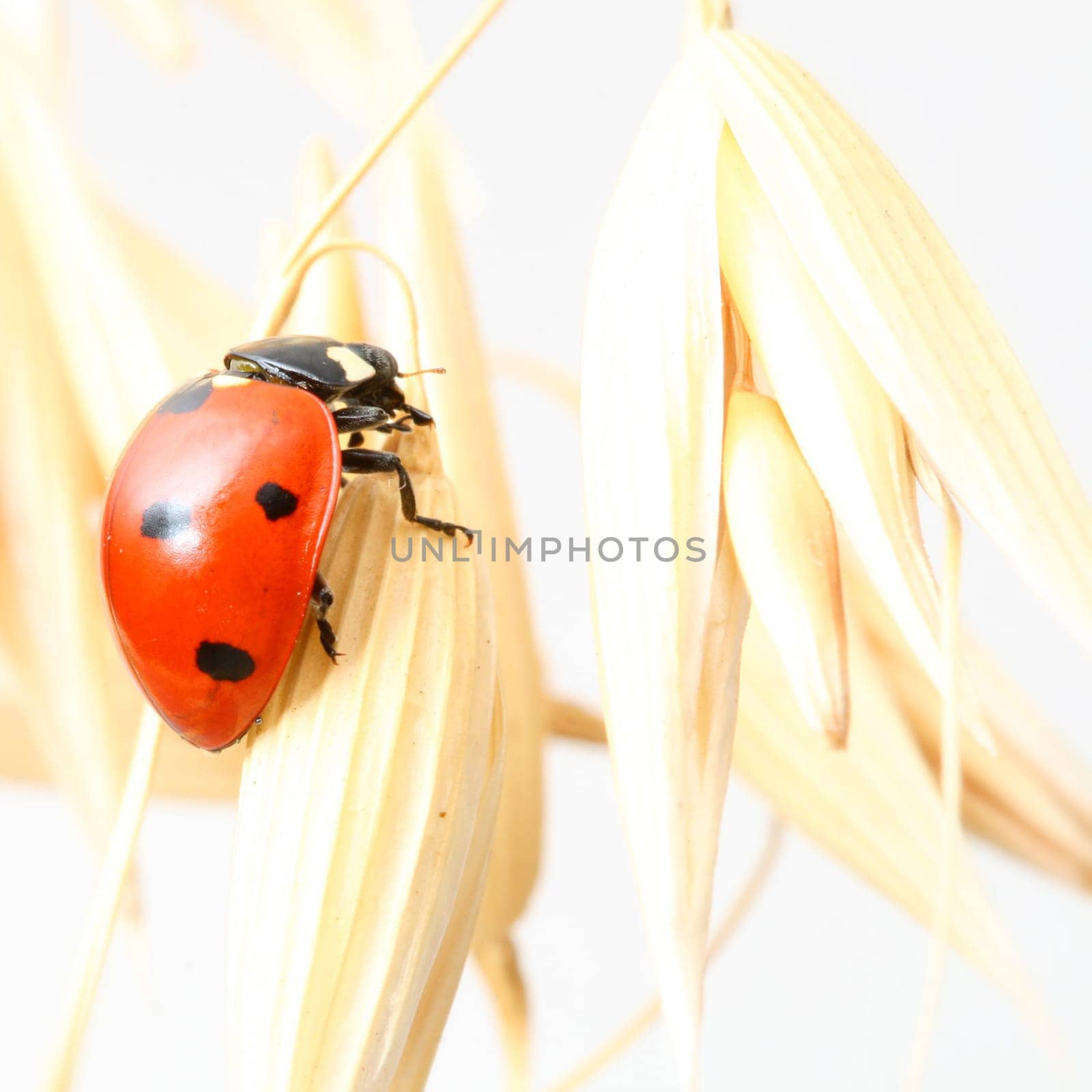 ladybug on wheat isolated white background