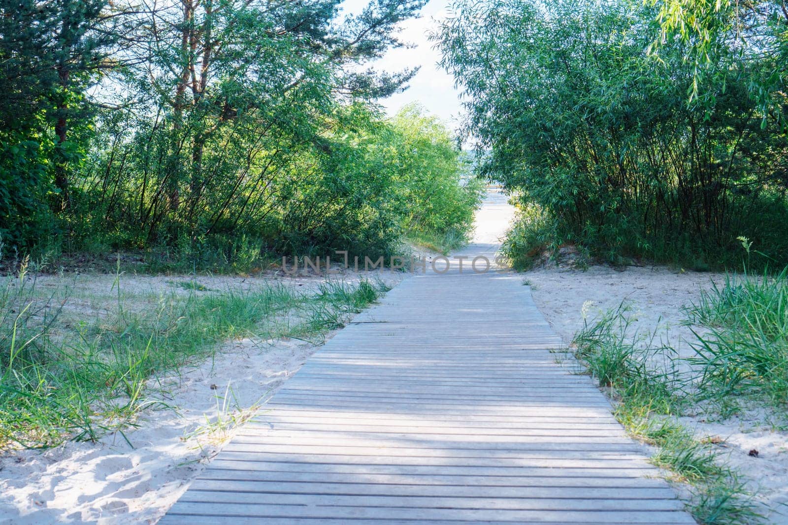 Seaside square and wooden road, bridge in the sand, surrounded by green trees in sunny day. Groove and forest, footpath to the beach. Travelling and vacation, road to adventure, trip. Copy space