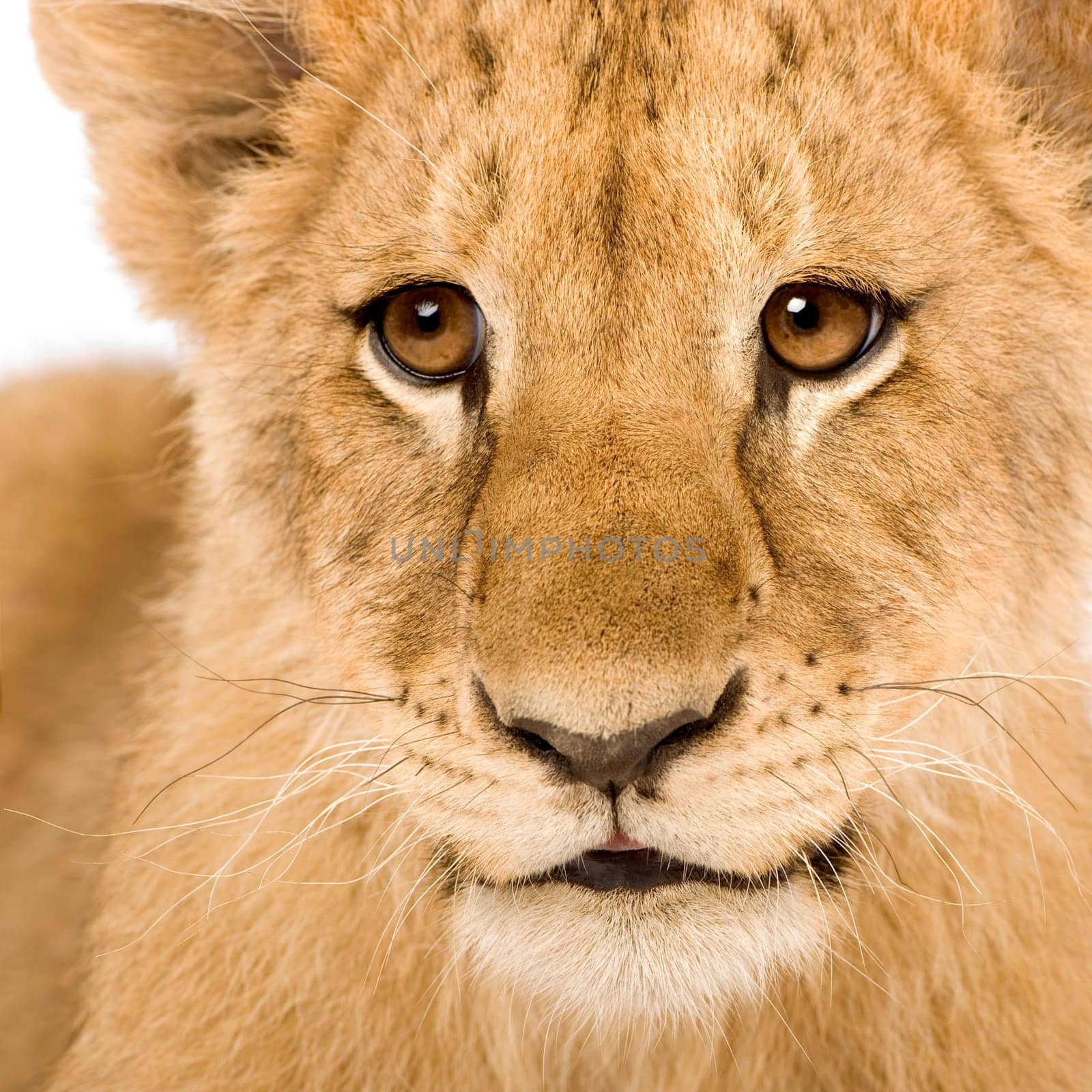 Lion Cub (4 months) in front of a white background