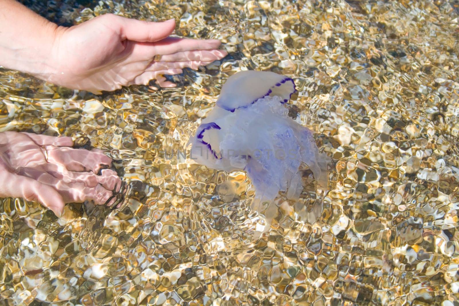 The jellyfish has swum up to the coast