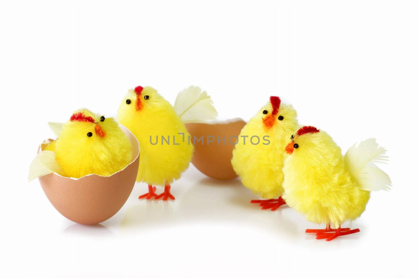 Just hutched yellow chicken, eggs and eggshell