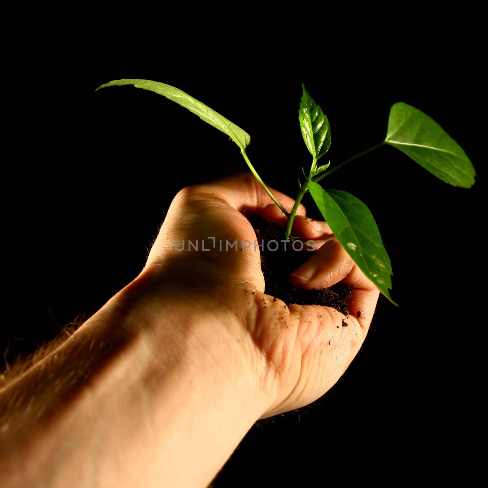 hand plant new life care concept