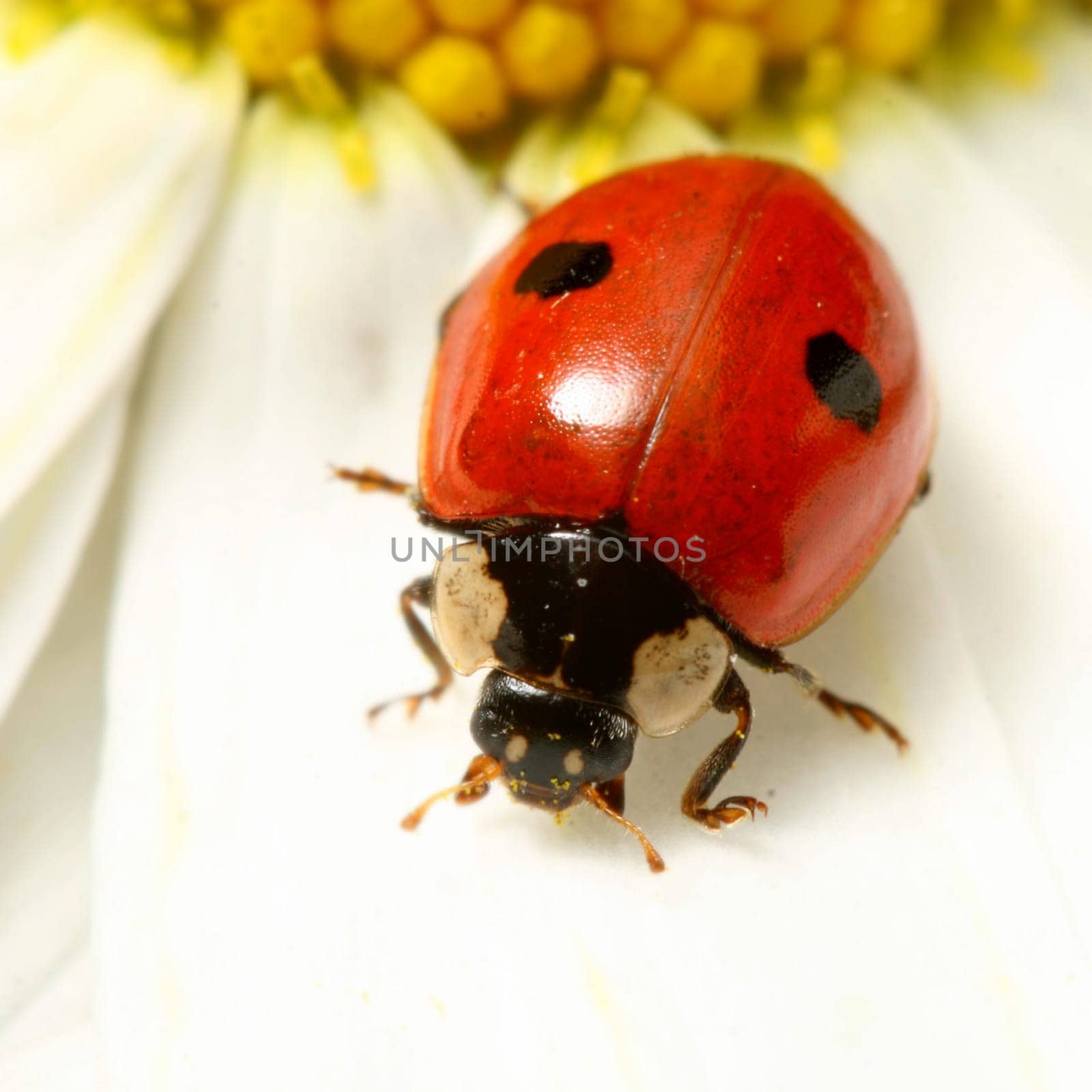 ladybug on white camomile summer background
