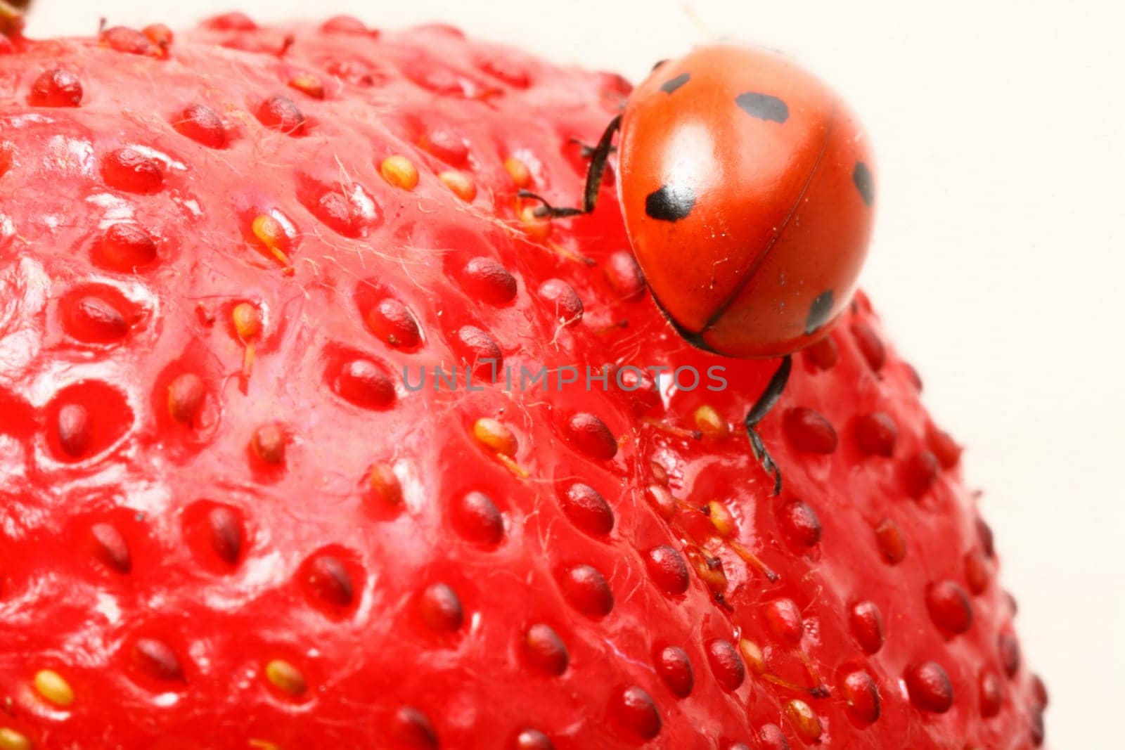 strawberry ladybug gourmet macro close up