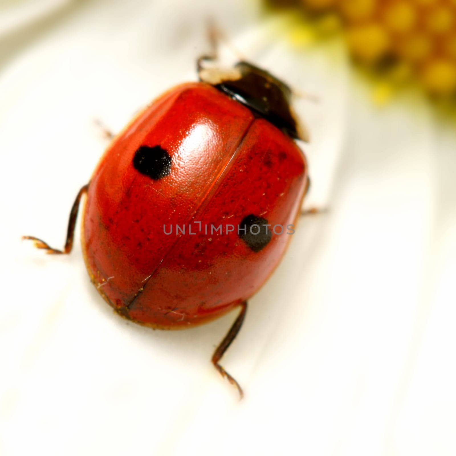 ladybug on white camomile summer background