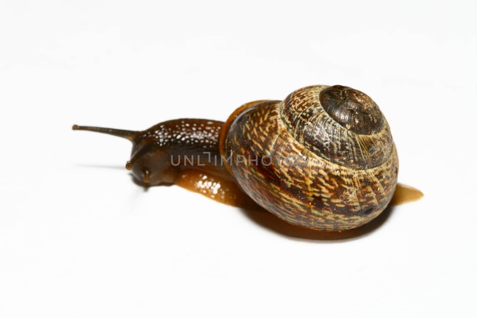 little shell macro close up isolated on white