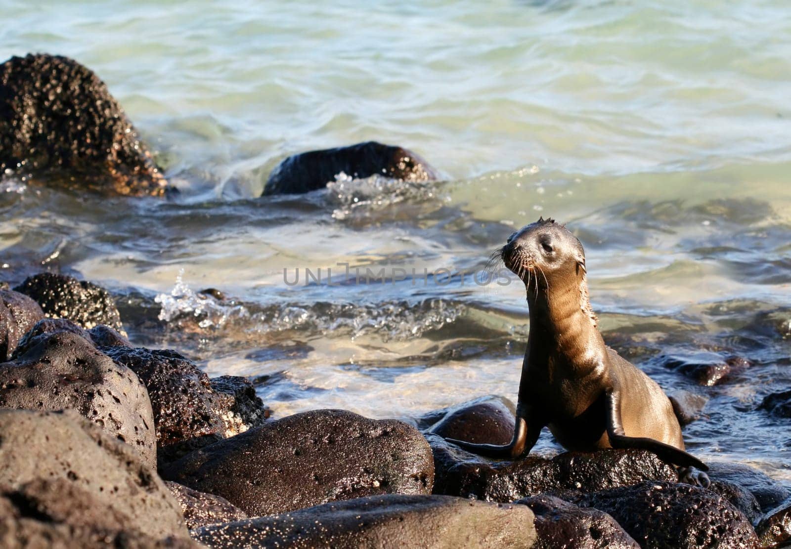 A Sea Lion Pup plays on the rocks in the Galapagos Islands