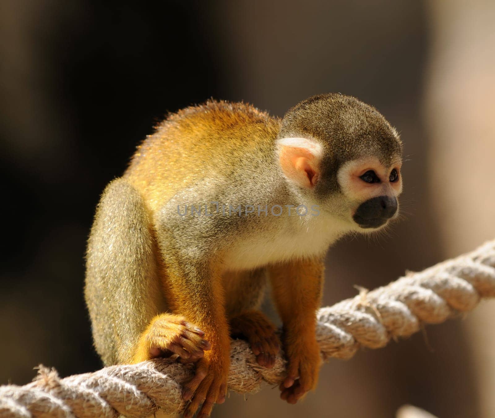 Small monkey on a rope