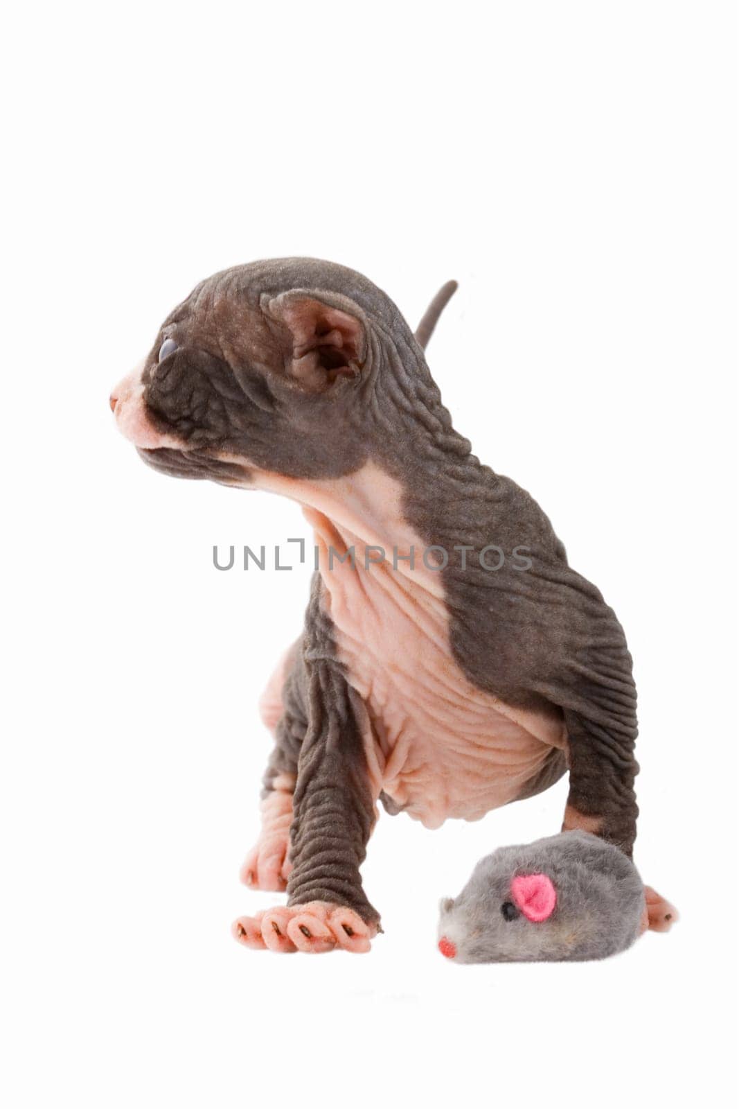 Newborn sphinx kitten walking on white background
