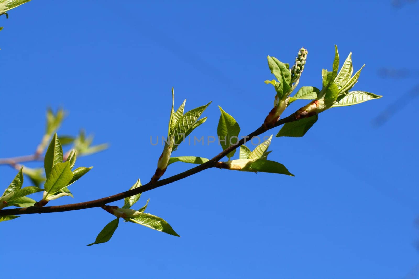 green leaf foliage nature beautiful background