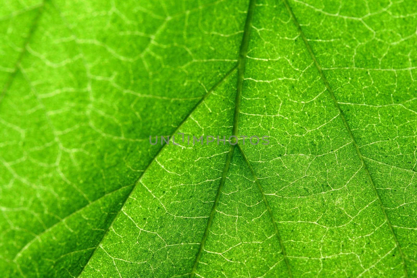 green leaf close up nature background