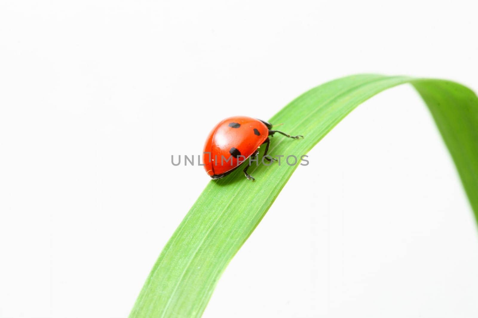 red ladybug on green grass isolated