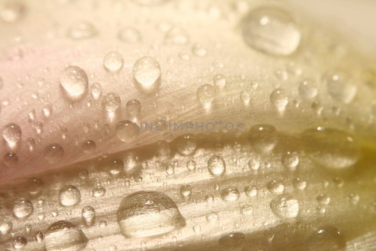 macro waterdrop on blossom pink flower
