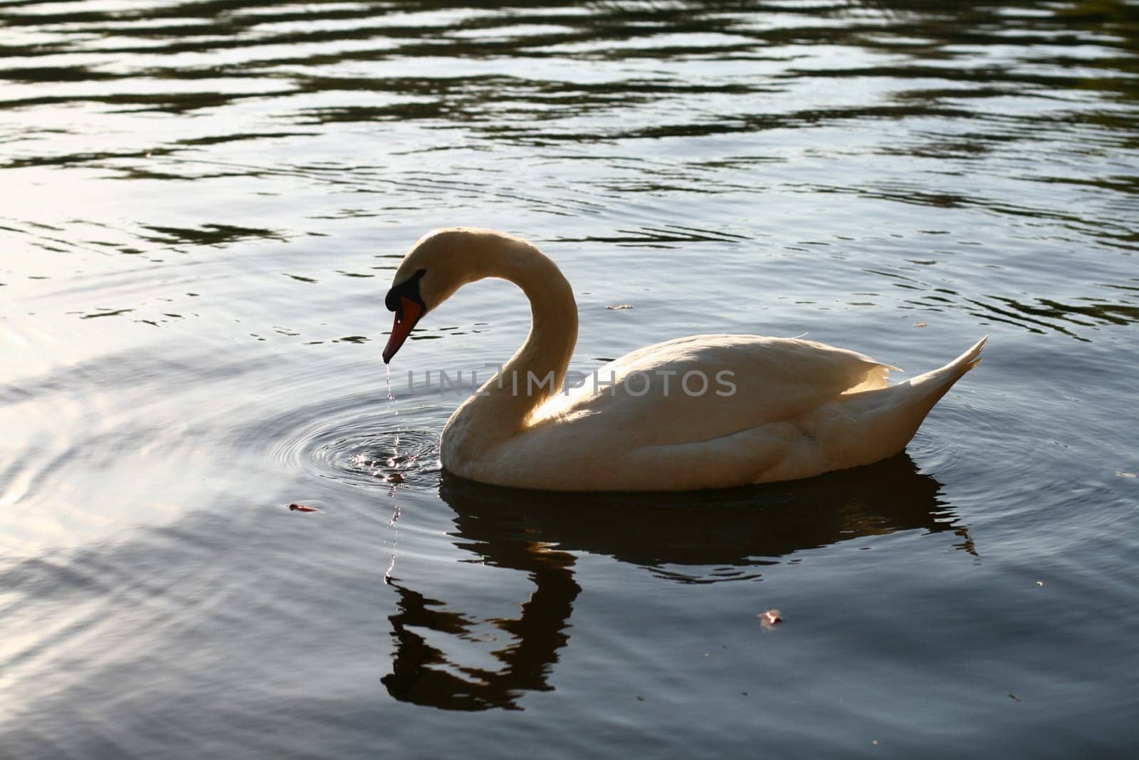 beautiful white swan in water