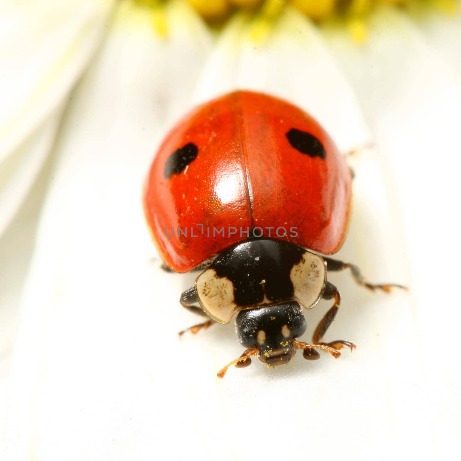 ladybug on white camomile summer background