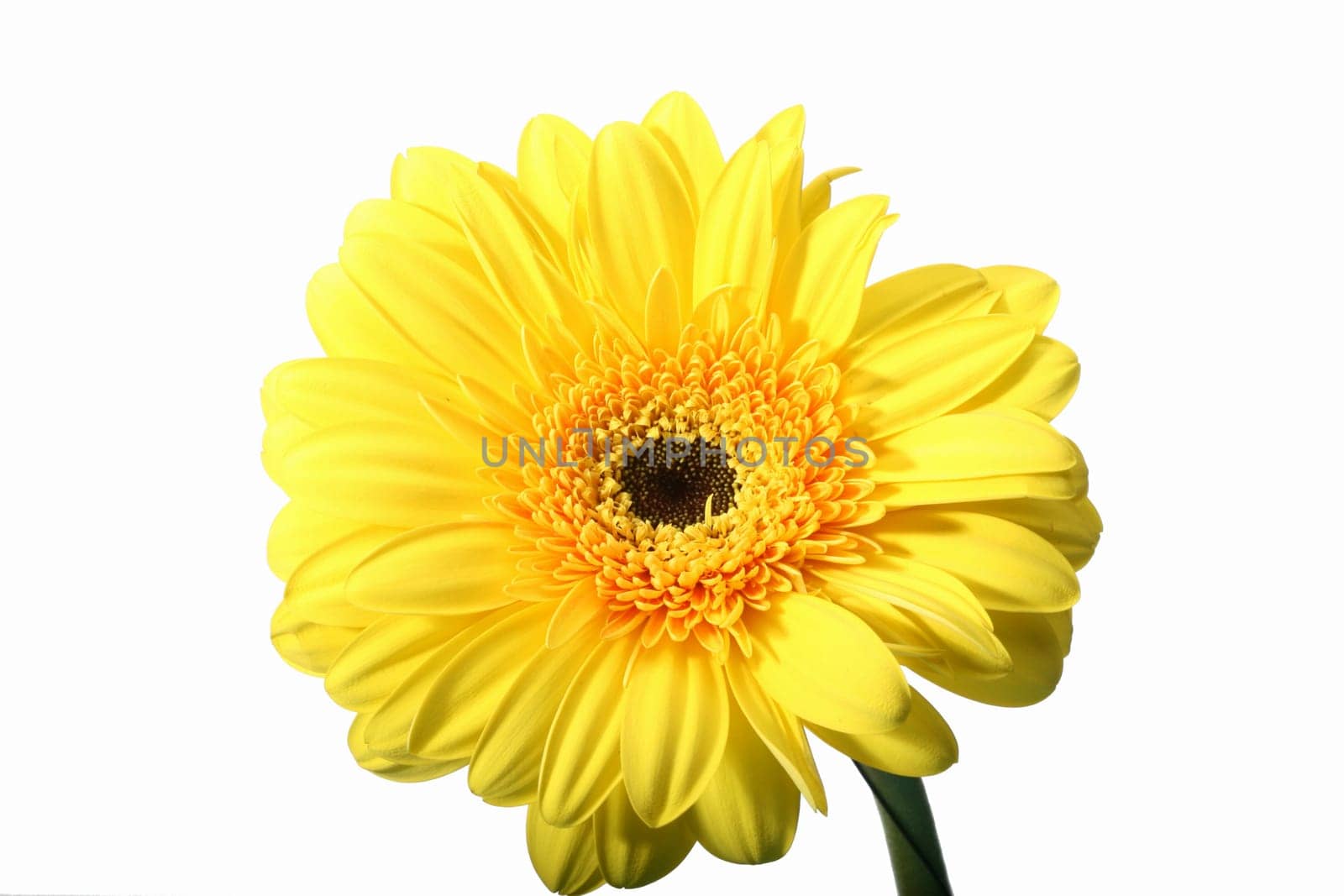 beautiful yellow spring flower close-up