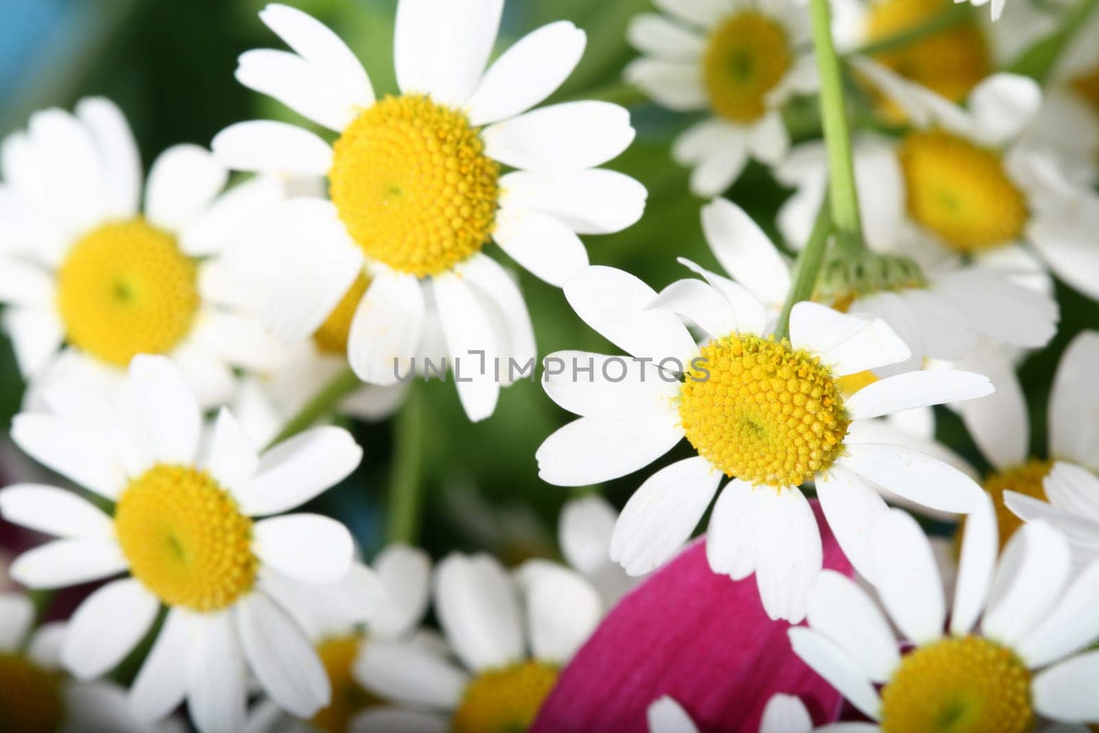 beautiful white spring flower close-up