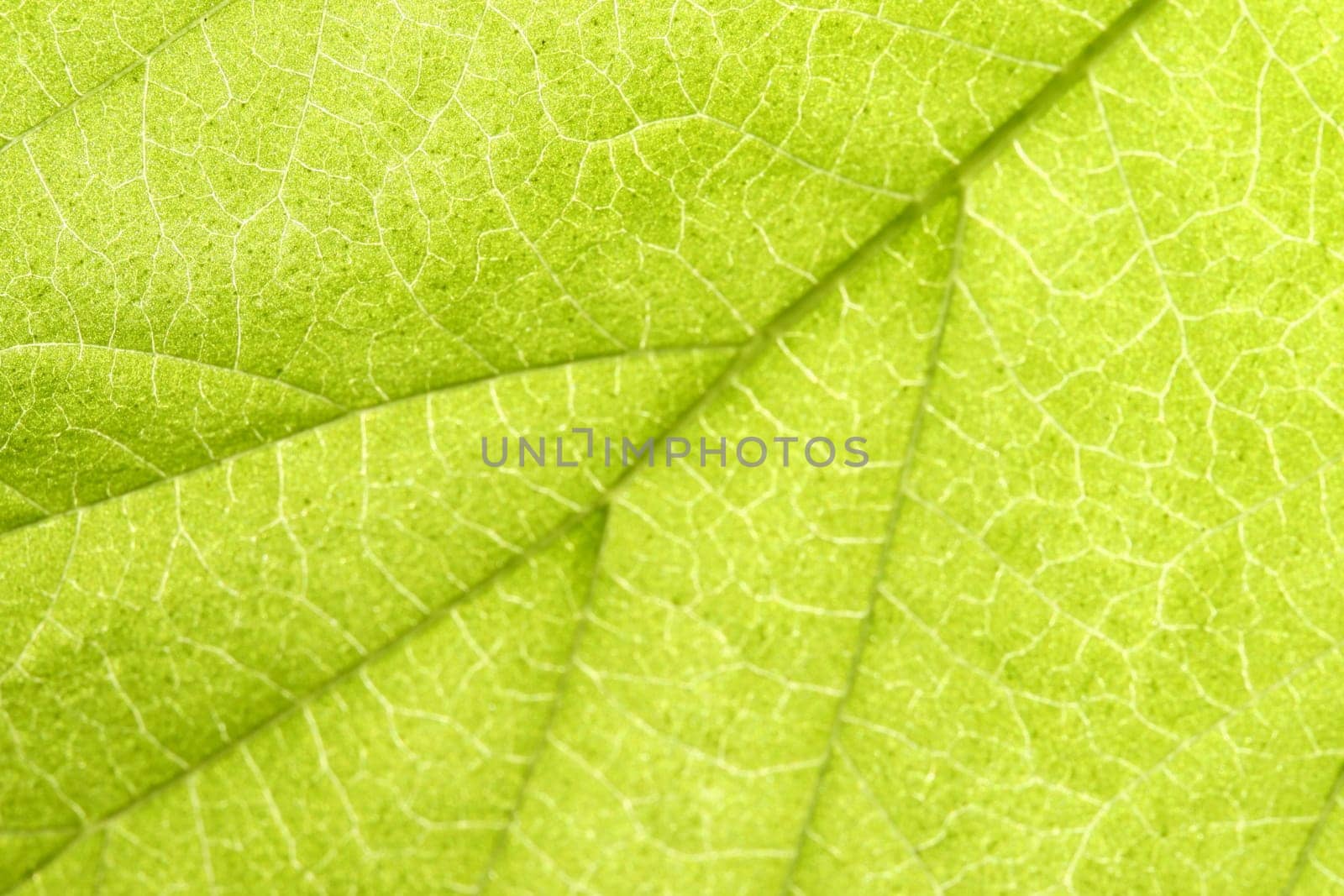 green leaf close up nature background