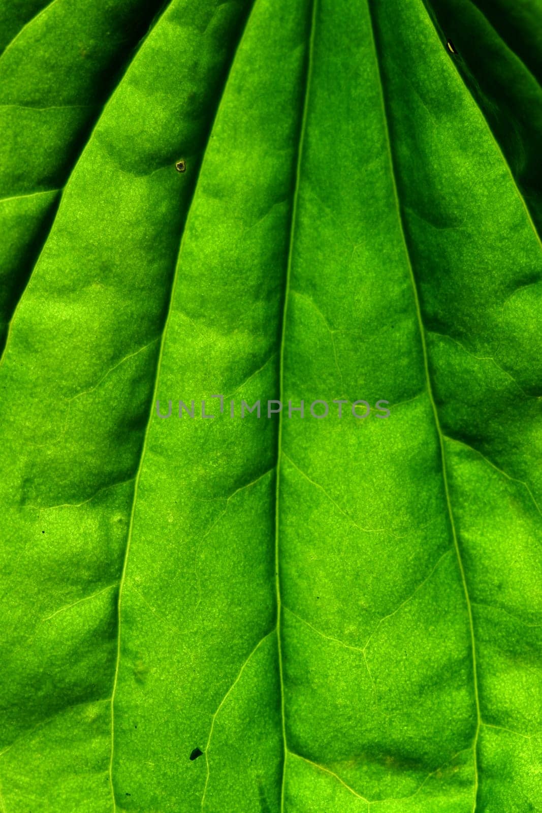green leaf macro close up