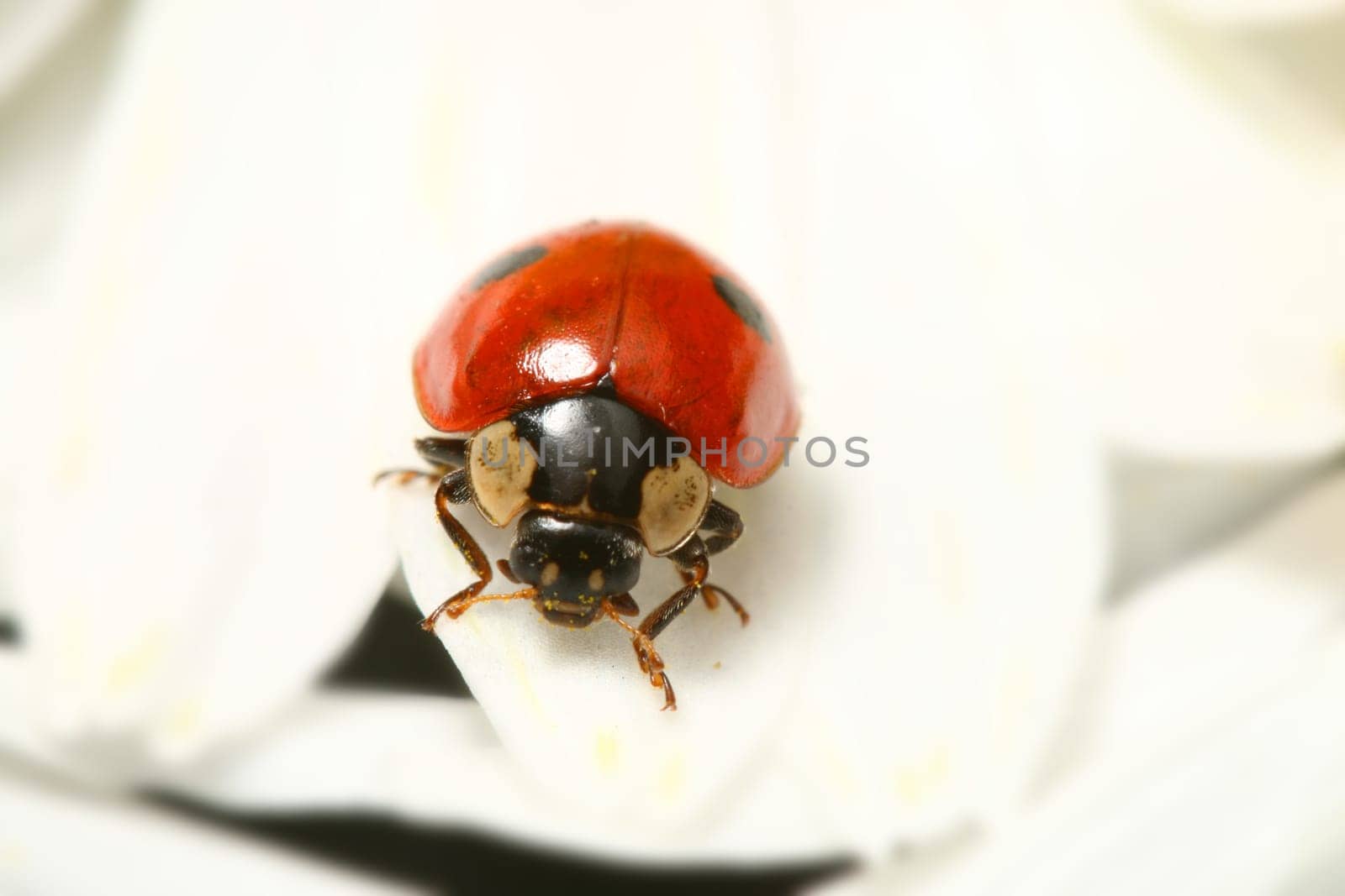 ladybug on white camomile summer background