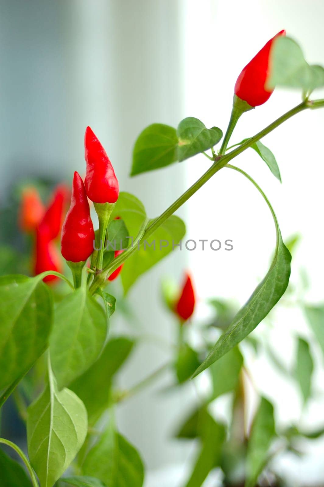 Cayenne (capsicum) plant - red peppers and green blurred background.