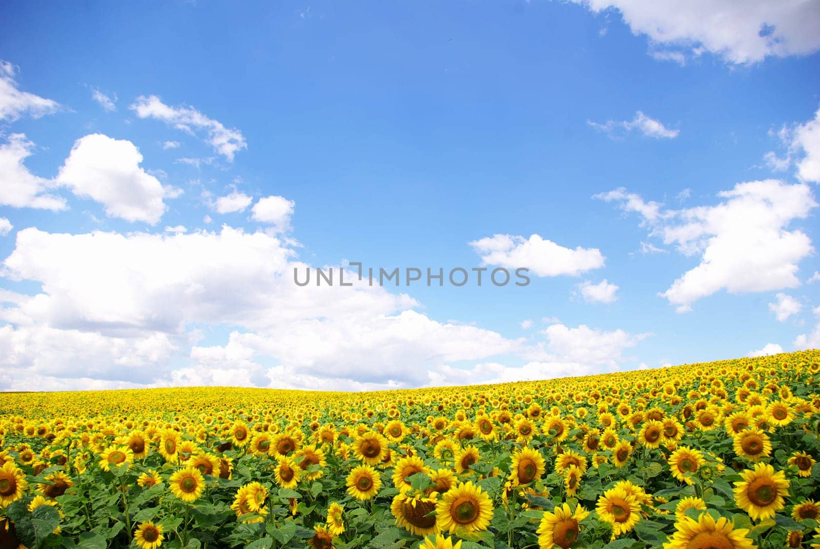 sunflower field over cloudy blue sky